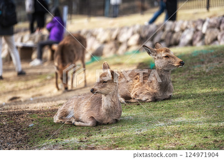 Nara deers during spring cherry blossoms Nara deers during spring cherry blossoms 124971904