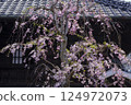 Weeping cherry blossoms at the former Udagawa family residence (a tangible cultural property designated by Urayasu City) in Urayasu City 124972073