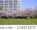 Wakashio Park in Urayasu City with cherry blossoms in full bloom 124972075