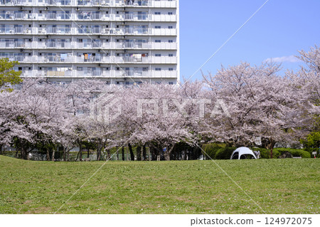 Wakashio Park in Urayasu City with cherry blossoms in full bloom Wakashio Park in Urayasu City with cherry blossoms in full bloom 124972075