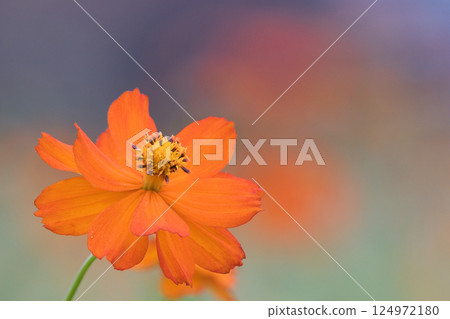 秋花波斯菊 124972180