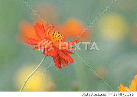 Red cosmos 124972181