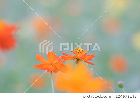 Vivid orange cosmos 124972182