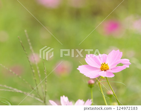 autumn flower pink cosmos autumn flower pink cosmos 124972183