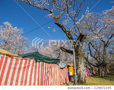 A festival scene with cherry blossoms in full bloom and outdoor stalls lined up against a blue sky 124972195