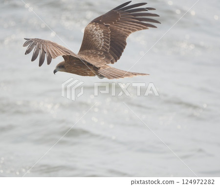 我看到一隻黑鳶利用海岸上升的氣流滑翔。 124972282