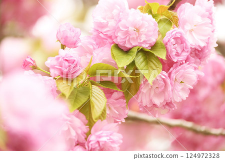 雙櫻花 124972328