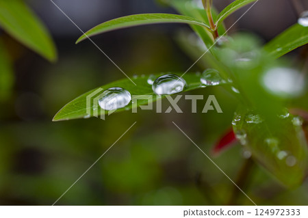 Fresh after the rain, leaves and dew 124972333