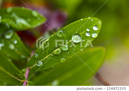 雨後、落葉和露水後的清新 124972335