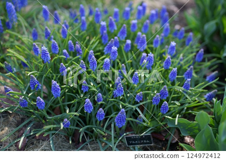 穆斯卡里花 穆斯卡里花 124972412