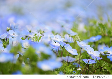 藍色粉蝶 藍色粉蝶 124972428