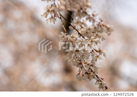 白櫻桃樹 白櫻桃樹 124972526