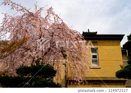 Cherry blossom 124972527