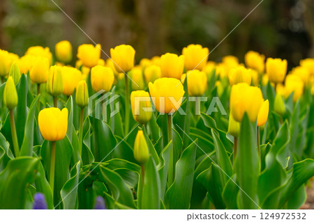 Yellow tulip Yellow tulip 124972532