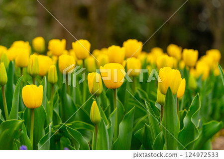Yellow tulip Yellow tulip 124972533