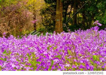 Henbit deadnettle bathing in the spring sun Henbit deadnettle bathing in the spring sun 124972541