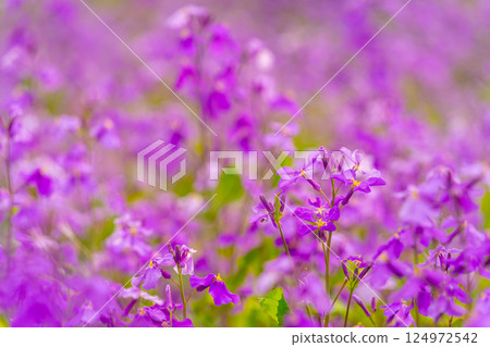 Henbit deadnettle bathing in the spring sun Henbit deadnettle bathing in the spring sun 124972542