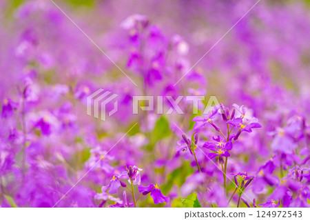 Henbit deadnettle bathing in the spring sun Henbit deadnettle bathing in the spring sun 124972543
