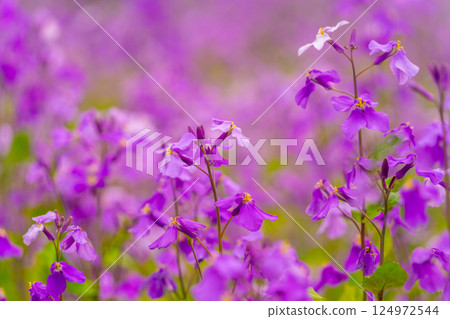 Henbit deadnettle bathing in the spring sun Henbit deadnettle bathing in the spring sun 124972544