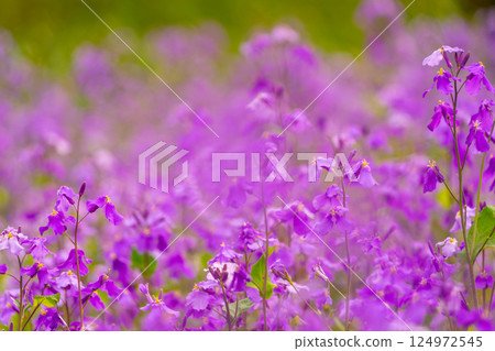 Henbit deadnettle bathing in the spring sun 124972545