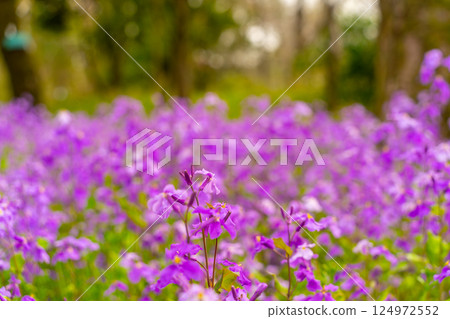 Henbit deadnettle bathing in the spring sun 124972552