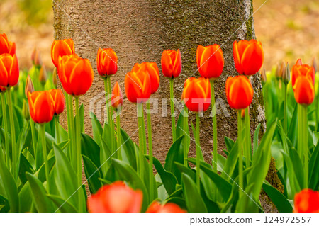 Red tulip Red tulip 124972557