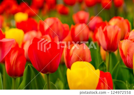 Colorful tulips Colorful tulips 124972558