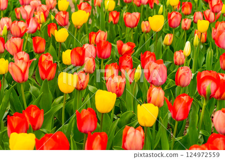 Colorful tulips Colorful tulips 124972559