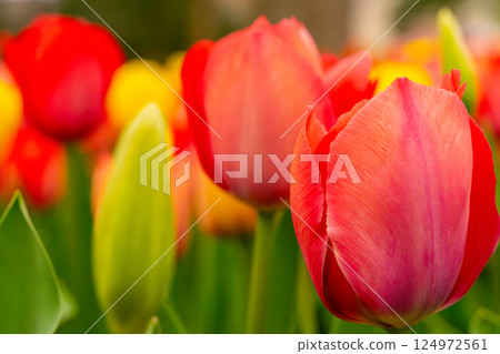 Colorful tulips Colorful tulips 124972561