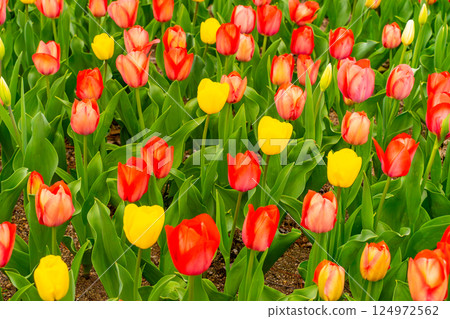 Colorful tulips Colorful tulips 124972562