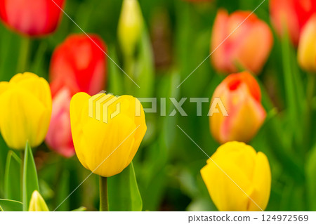 Colorful tulips Colorful tulips 124972569