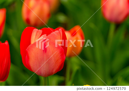  Colorful tulips 124972570