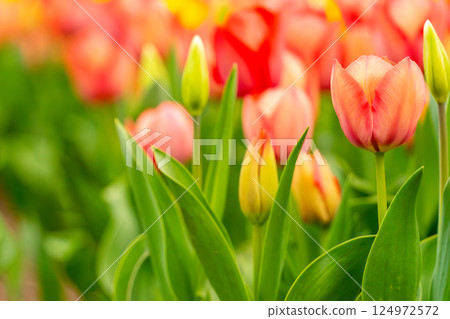 Colorful tulips Colorful tulips 124972572