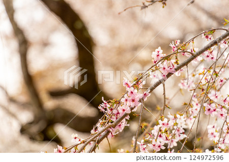 Weeping cherry blossoms in full bloom heralding the arrival of spring 124972596