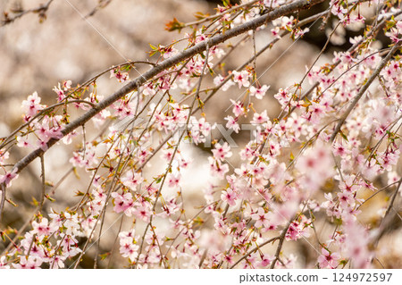 垂枝櫻花盛開，預示著春天的到來 124972597