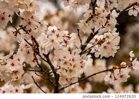 Cherry blossom 124972620