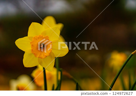 Yellow daffodils 124972627
