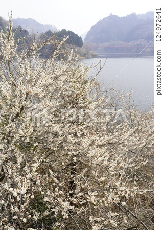 Spring scenery of Tsukigase Plum Grove with plum blossoms in full bloom 124972641