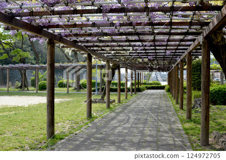 Kita-ku, Nagoya City, Aichi Prefecture_Meijo Park Wisteria Corridor 1_April 2024 Kita-ku, Nagoya City, Aichi Prefecture_Meijo Park Wisteria Corridor 1_April 2024 124972705