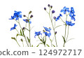 Delphinium sinensis in the light 124972717