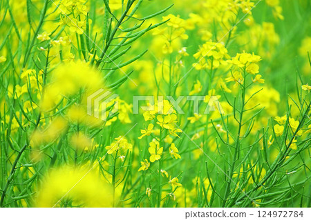 Bright rapeseed field 124972784