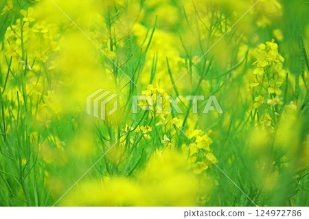 Bright rapeseed field 124972786