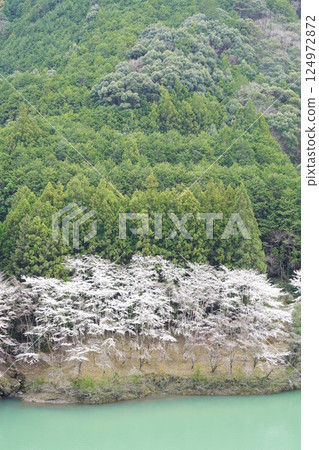 櫻花的風景 櫻花的風景 124972872