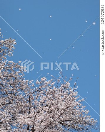 Cherry blossom petals dancing in the blue sky Cherry blossom petals dancing in the blue sky 124972982