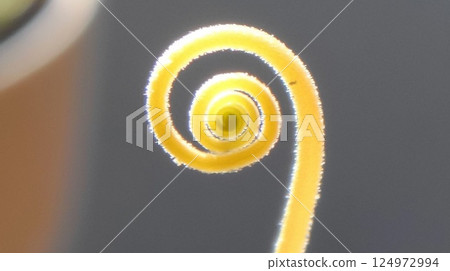 Flower buds of sundew 124972994