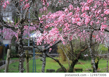 Weeping peach village 18 in Rendaiji, Shimoda City Weeping peach village 18 in Rendaiji, Shimoda City 124973006