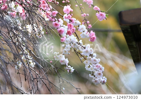 Weeping peach village 15 in Rendaiji, Shimoda City 124973010