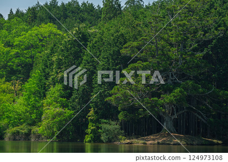Photographing the ancient cedar tree Ipponsugi, said to be over 1000 years old, at Iwaoike Pond in Koka City Photographing the ancient cedar tree Ipponsugi, said to be over 1000 years old, at Iwaoike Pond in Koka City 124973108