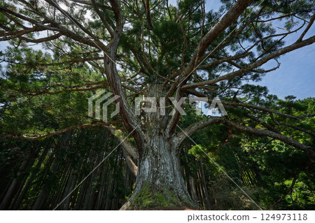 Photographing the ancient cedar tree Ipponsugi, said to be over 1000 years old, at Iwaoike Pond in Koka City Photographing the ancient cedar tree Ipponsugi, said to be over 1000 years old, at Iwaoike Pond in Koka City 124973118