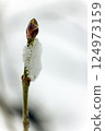 mapls and smelt snnow 124973159